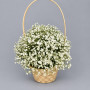 9 белых гипсофил в корзине